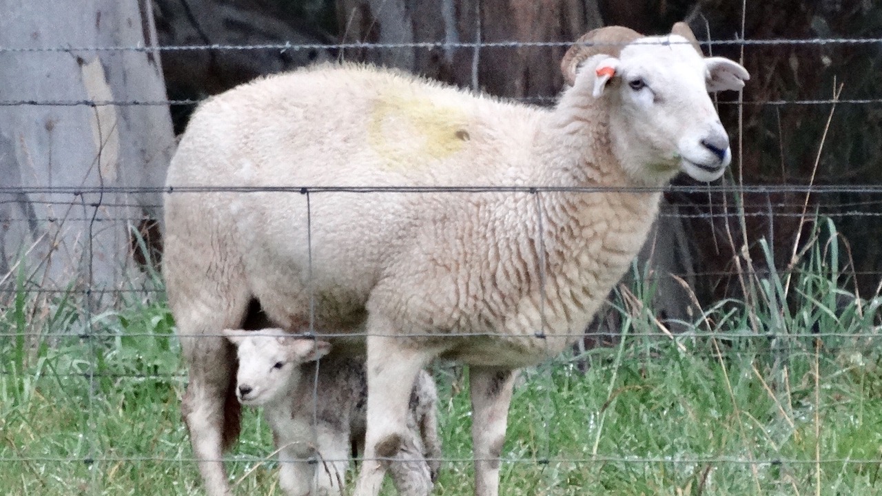 Photo of Others in Killawarra