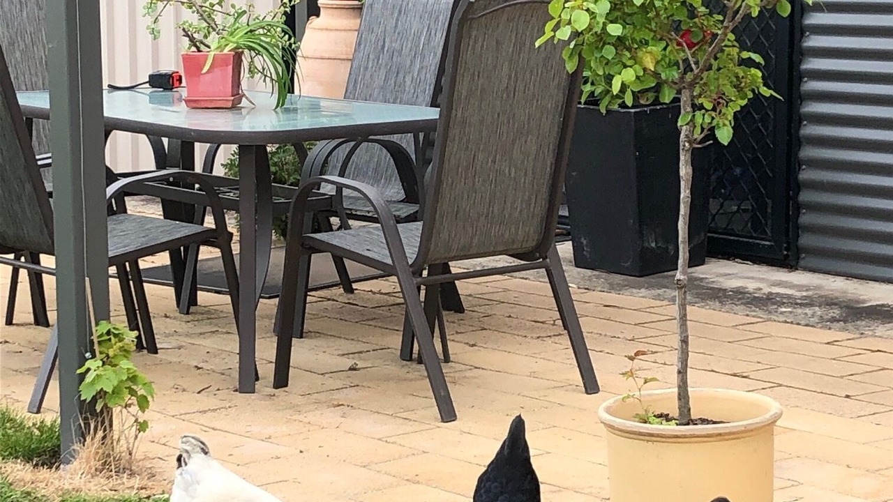 Photo of Outdoor in Killawarra