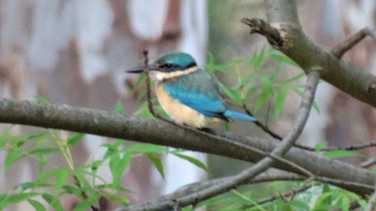 Photo of Outdoor in Killawarra