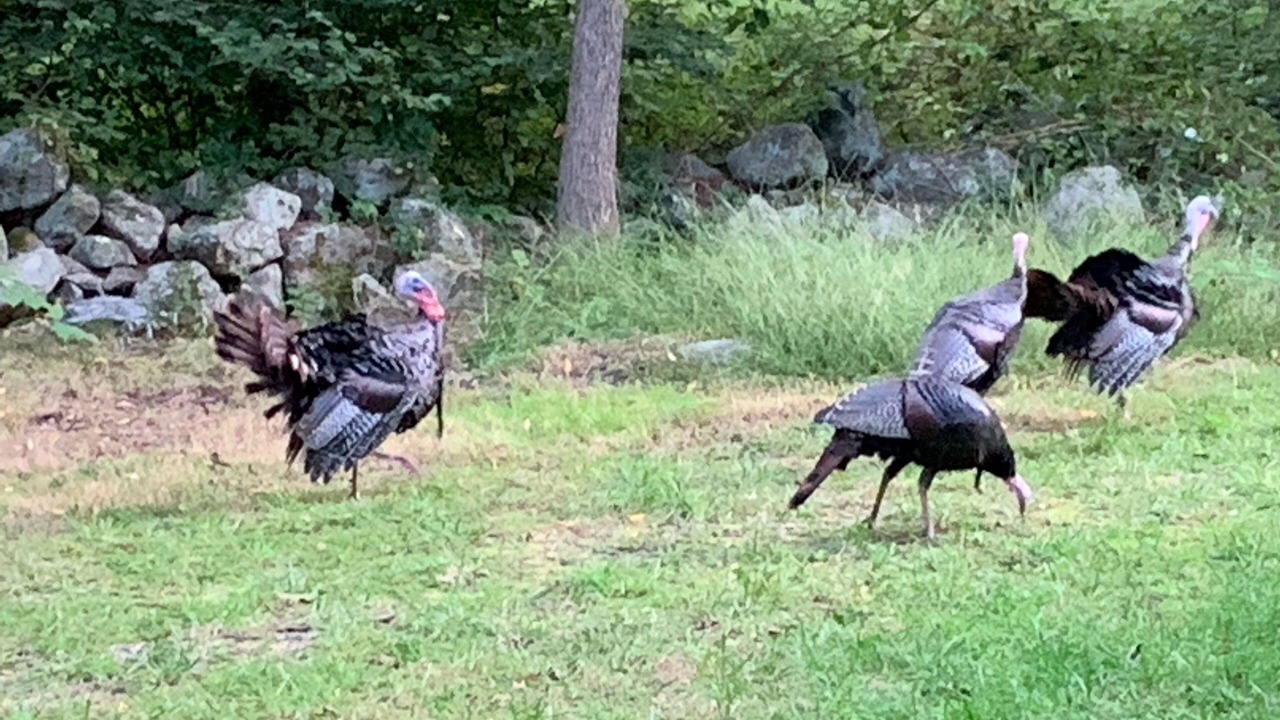 Photo of Others in Lewisboro