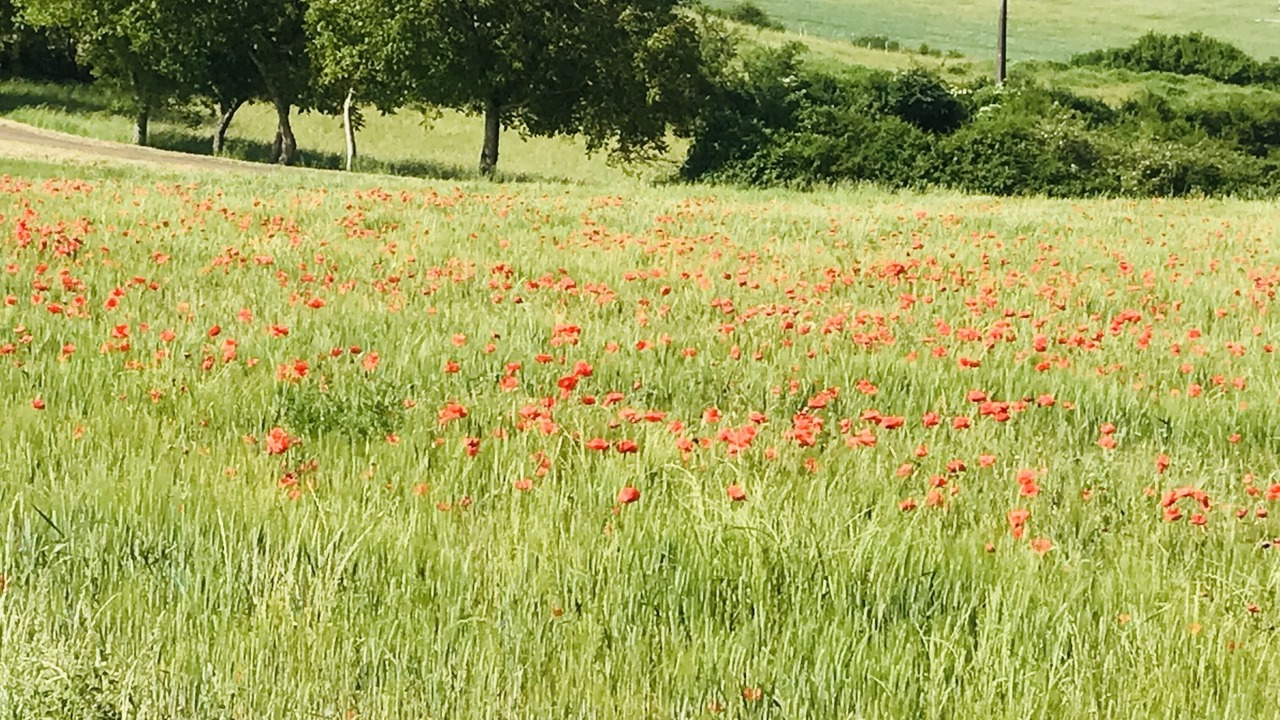 Photo of Others in Montemboeuf