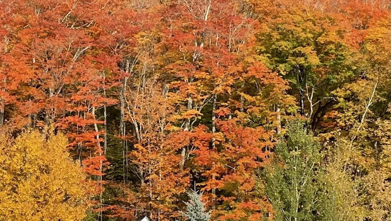 Photo of Others in Orleans