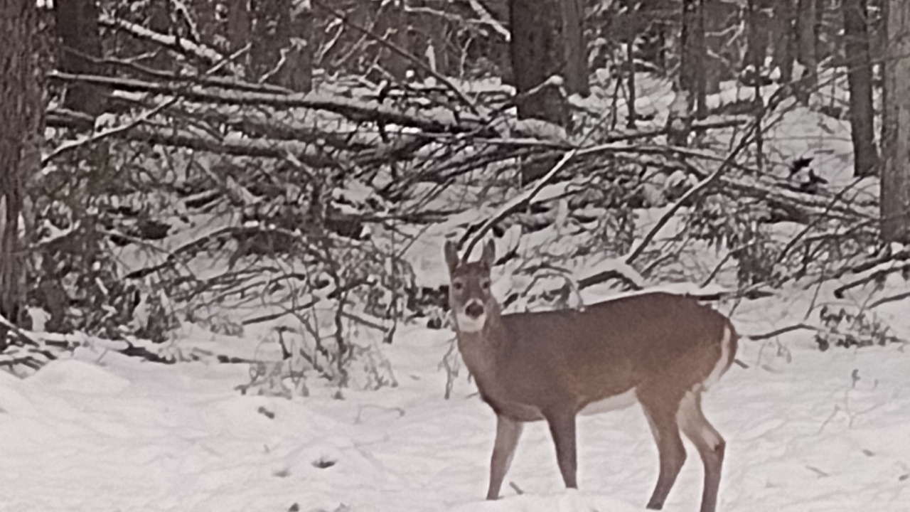 Photo of Others in Forestport