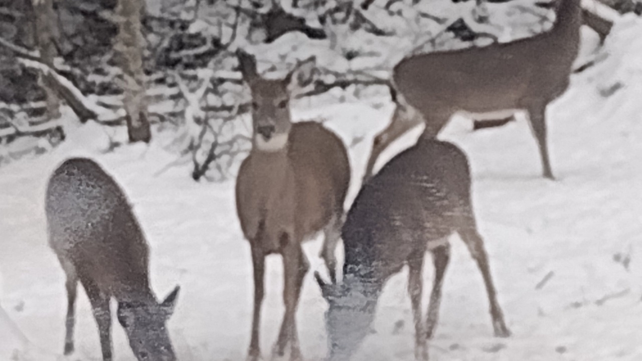 Photo of Outdoor in Forestport