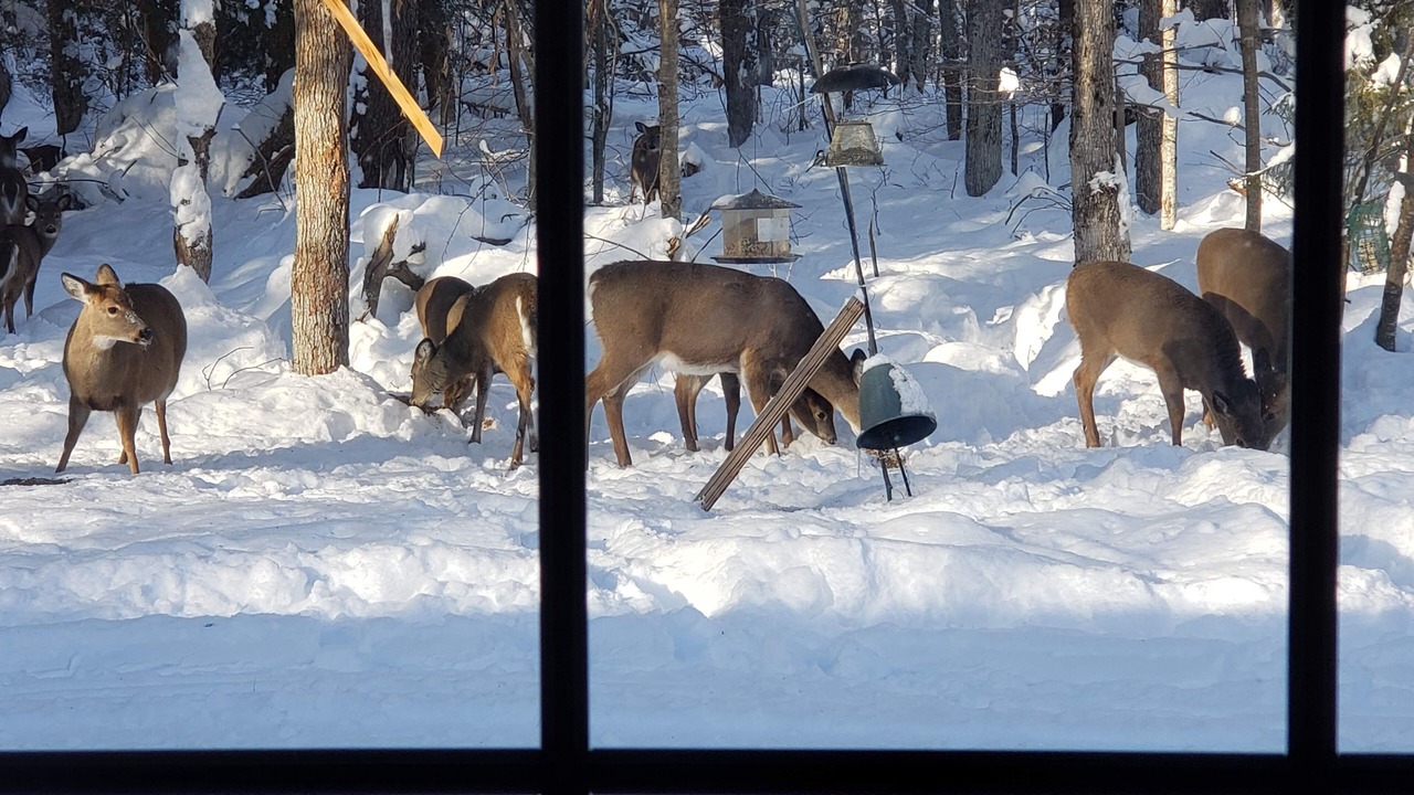 Photo of Others in Forestport