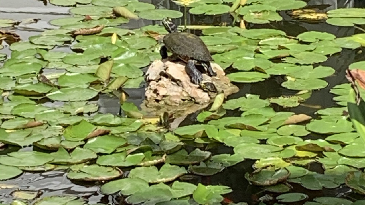 Photo of Others in Dunedin