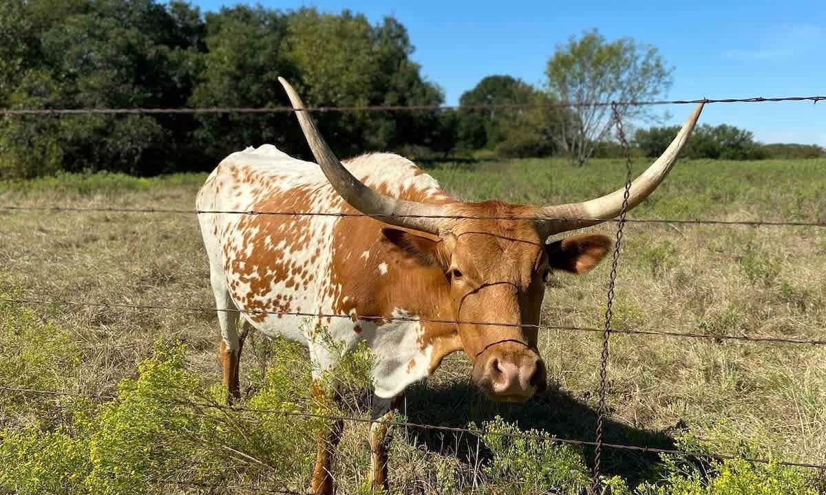 Photo of Others in Azle