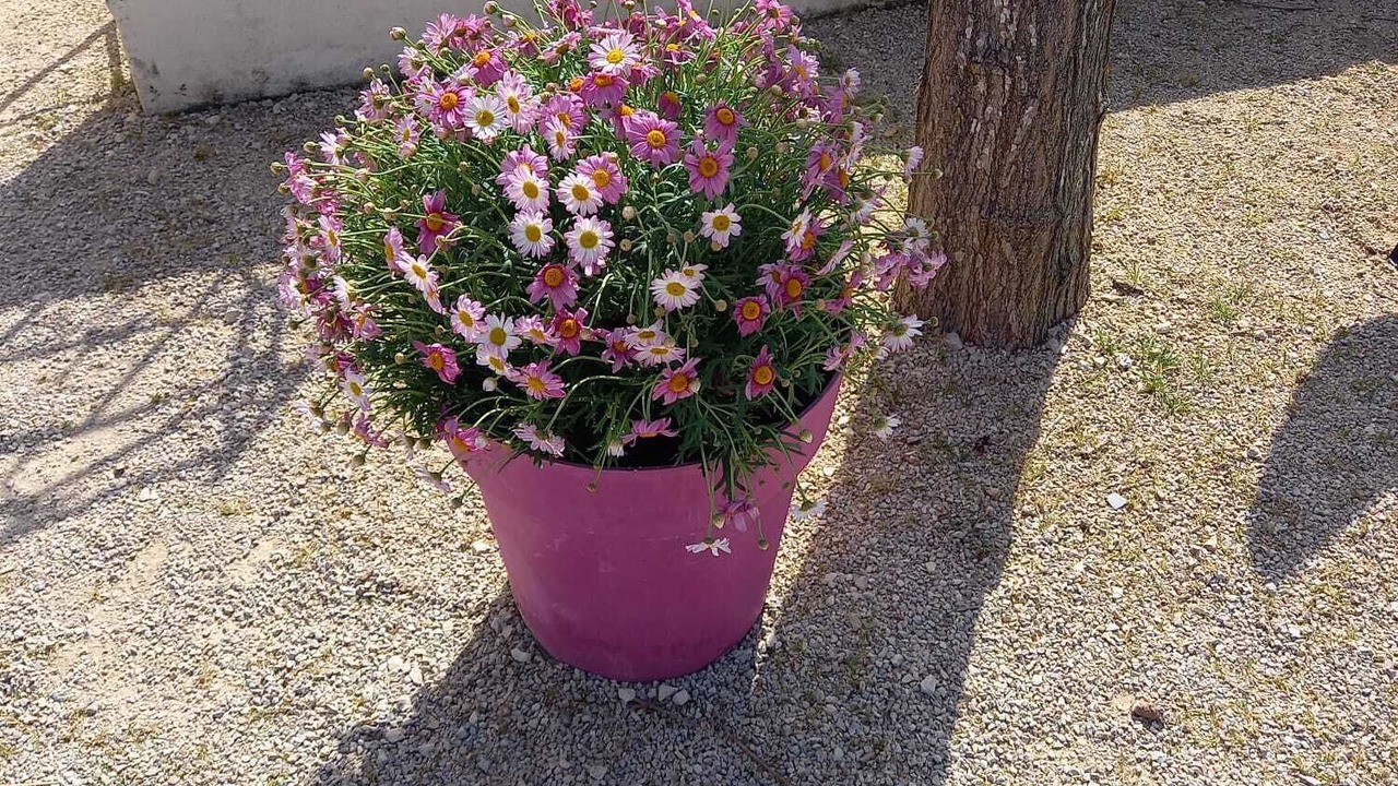 Photo of Outdoor in Banne