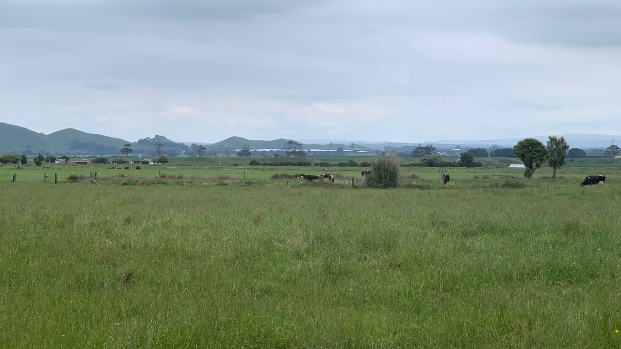 Photo of Others in Pukehina