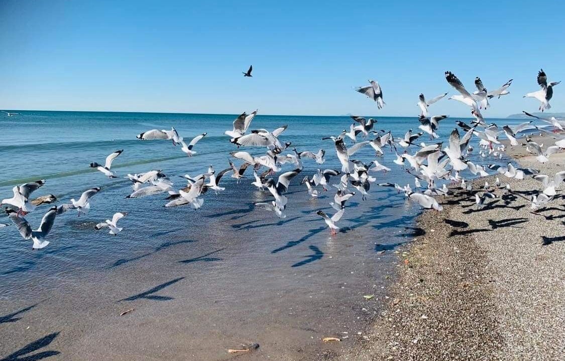 Photo of Others in Pukehina