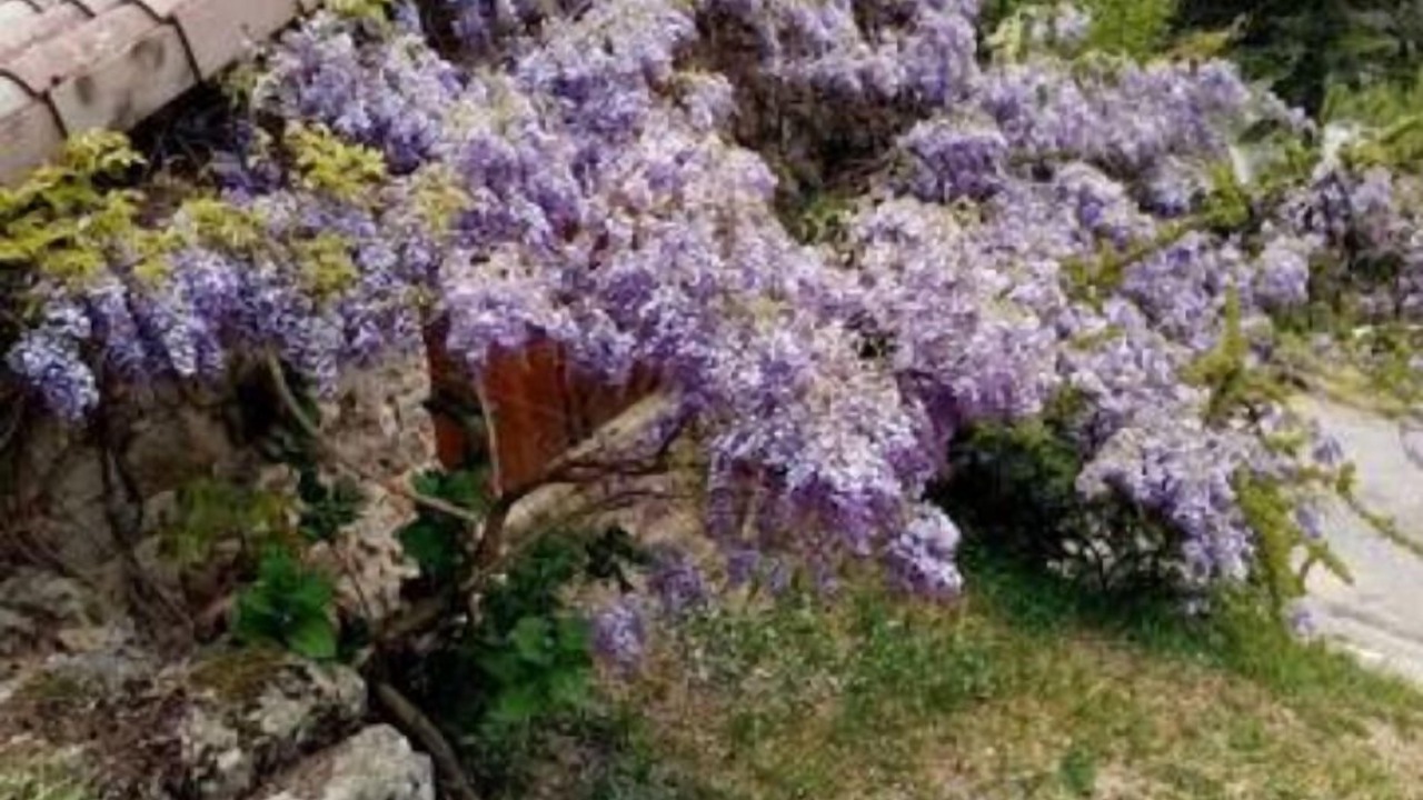 Photo of Outdoor in Burzet