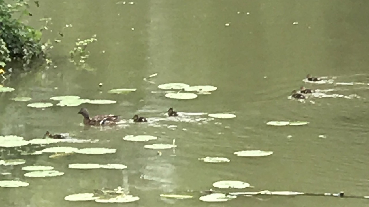 Photo of Others in Lalandusse