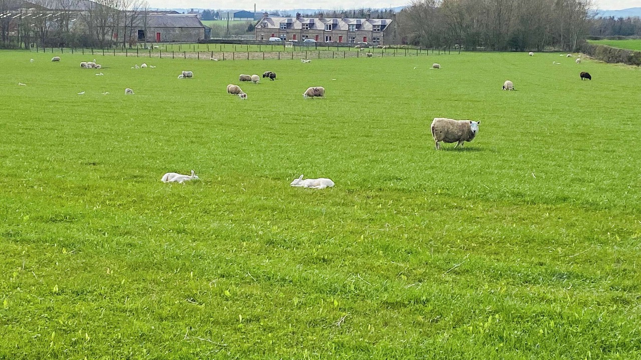 Photo of Others in Duns