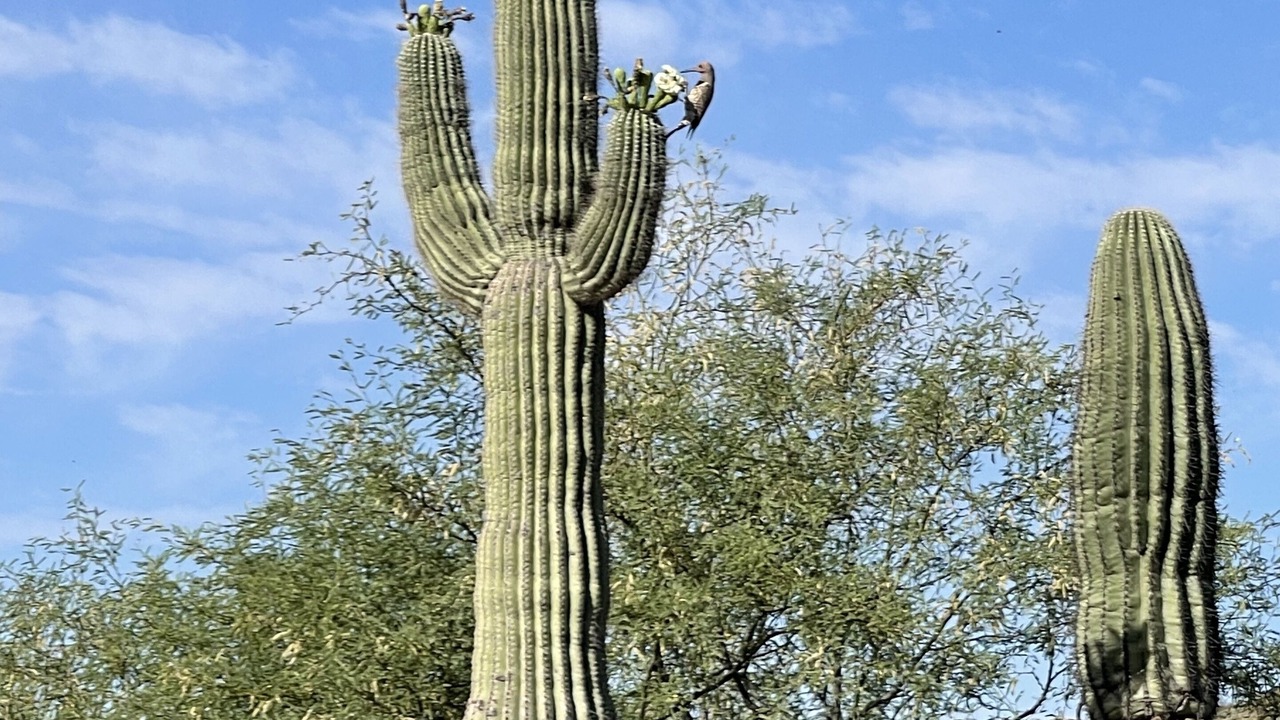 Photo of Outdoor in Desert Mountain