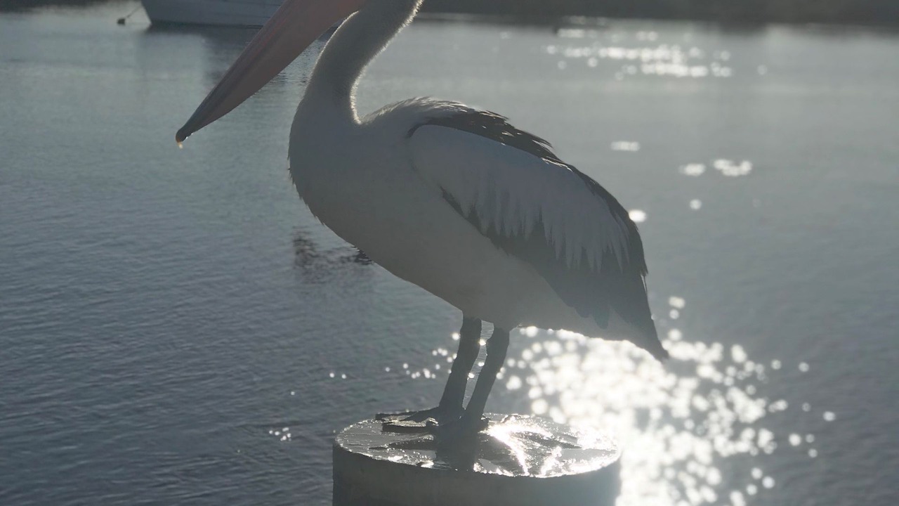 Photo of Others in Tea Gardens