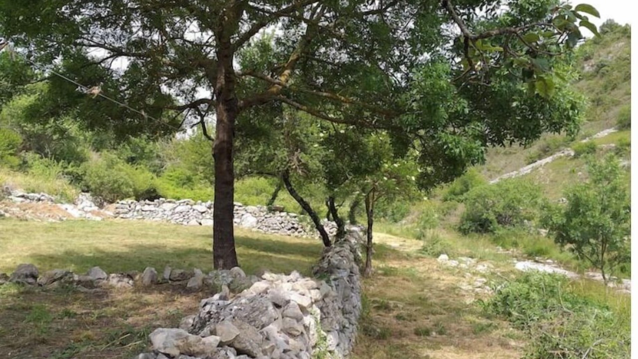 Photo of Outdoor in Gras
