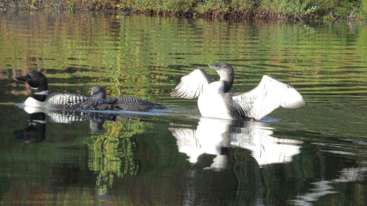 Photo of Others in Susitna North