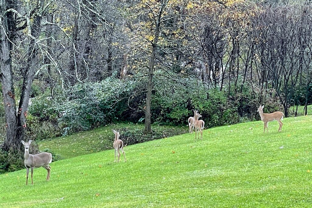 Photo of Others in Cooperstown