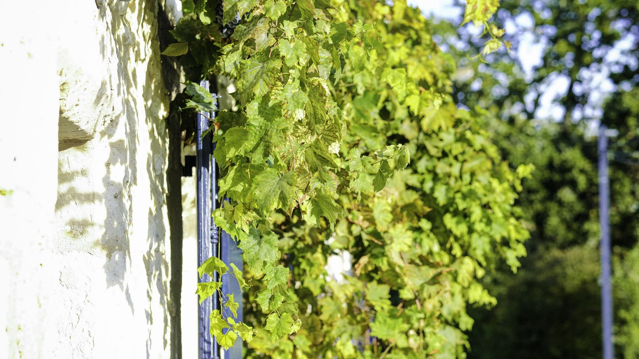 Photo of Outdoor in Saint-Martin-de-Villereal