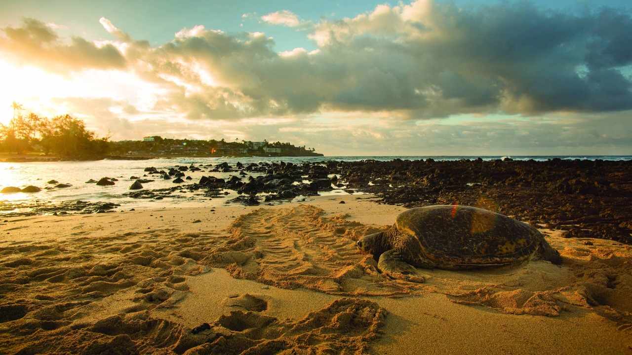 Photo of Others in Poipu