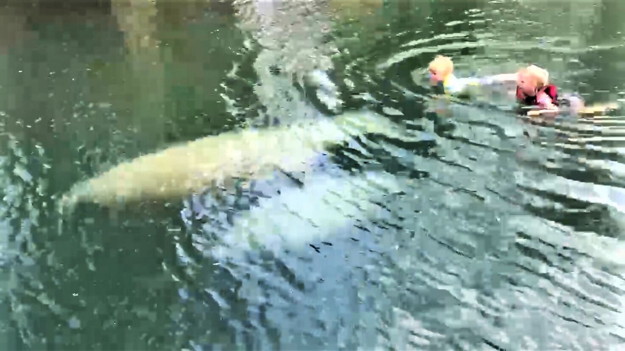 Photo of Outdoor in Crystal River