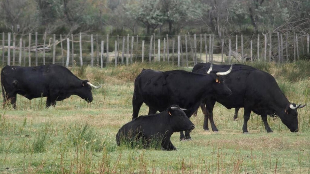 Photo of Others in Marsillargues