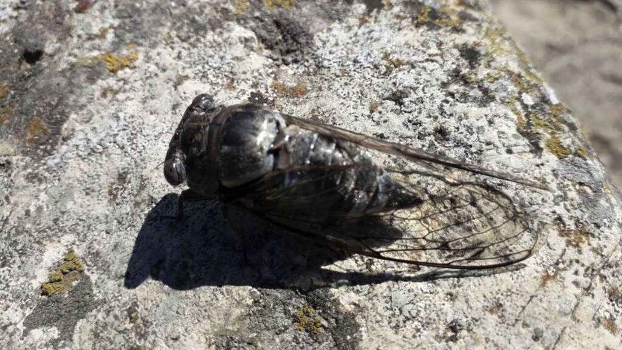 Photo of Others in Marsillargues