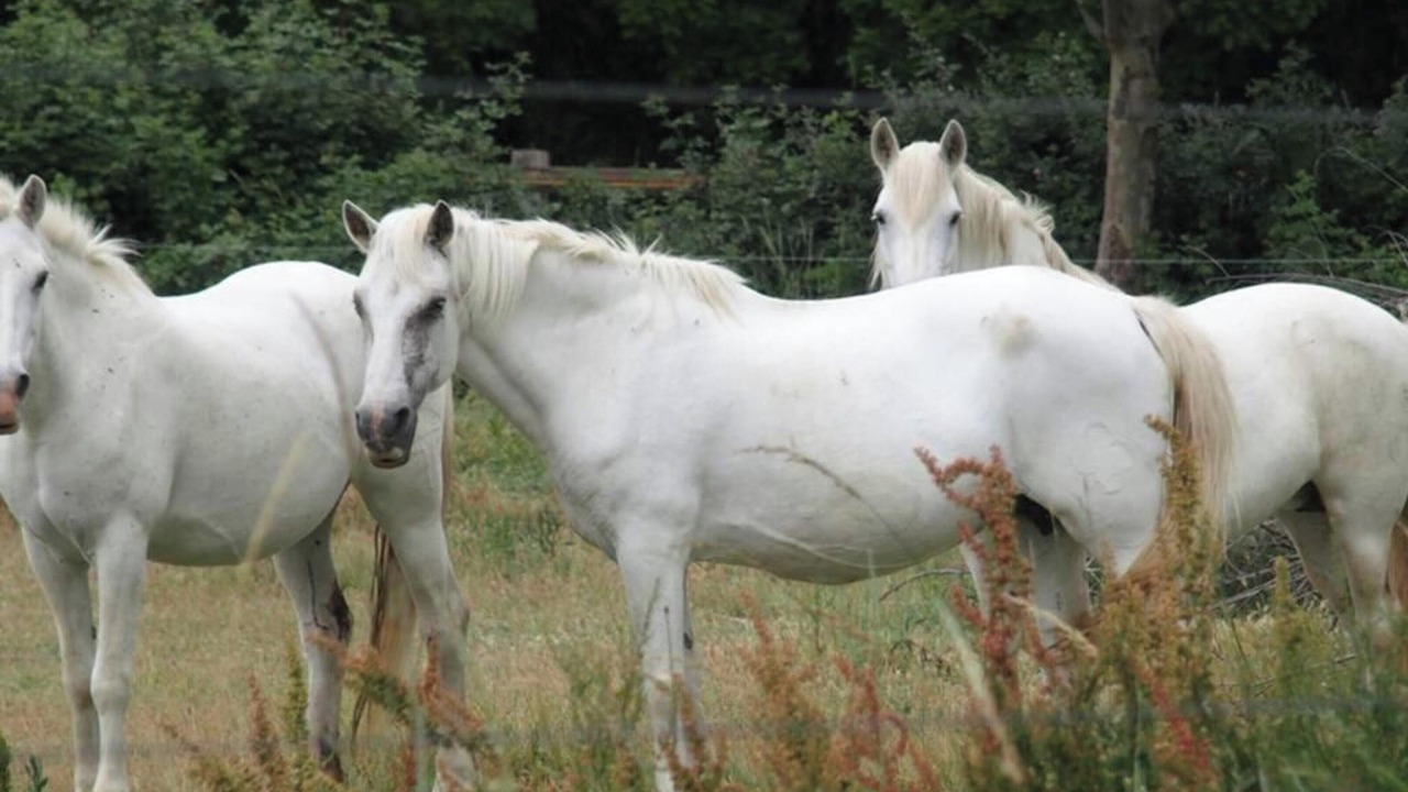 Photo of Others in Marsillargues