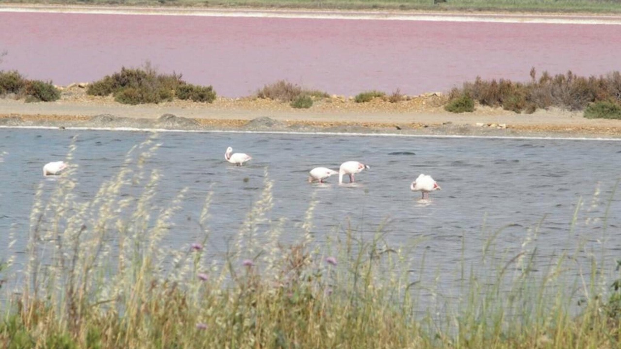 Photo of Others in Marsillargues