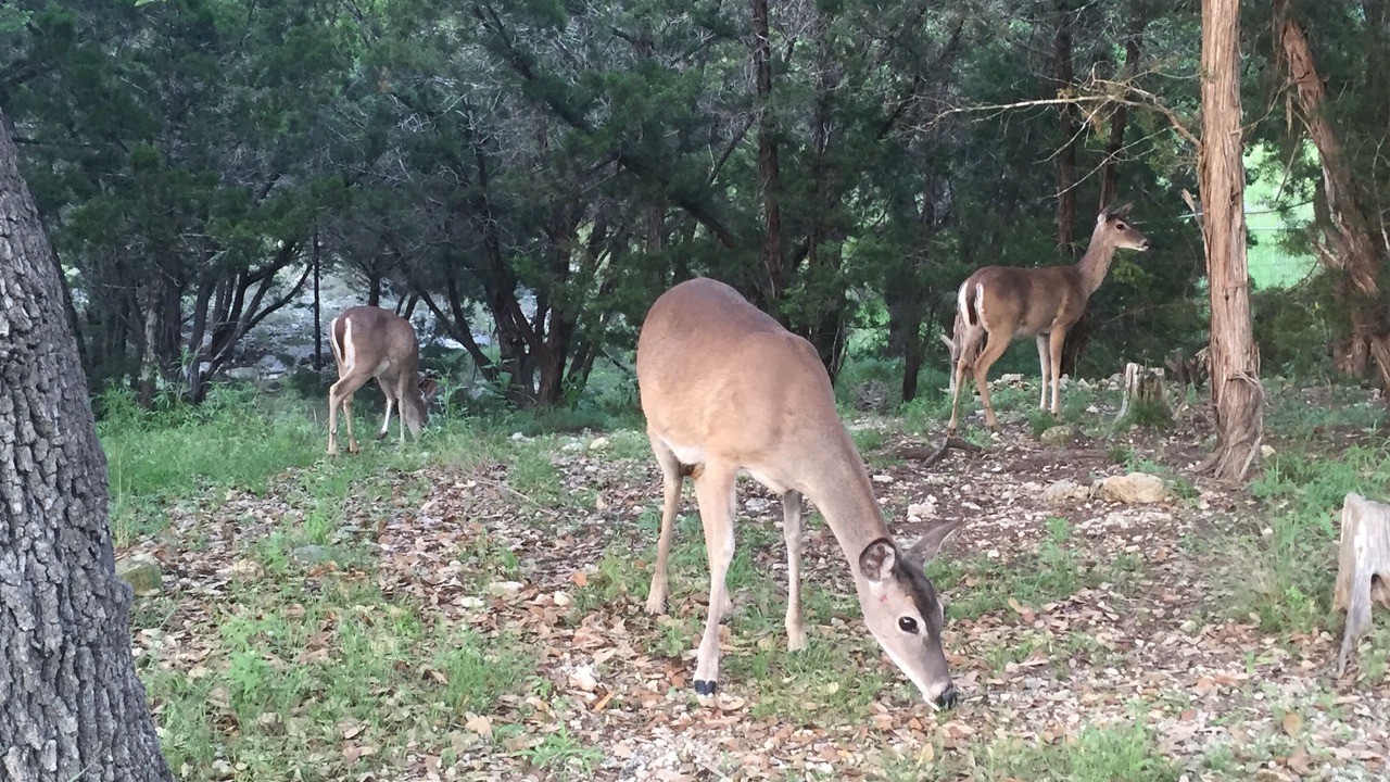 Photo of Others in Chappell Hill