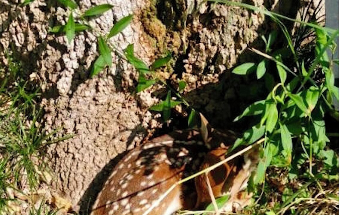Photo of Others in Chappell Hill