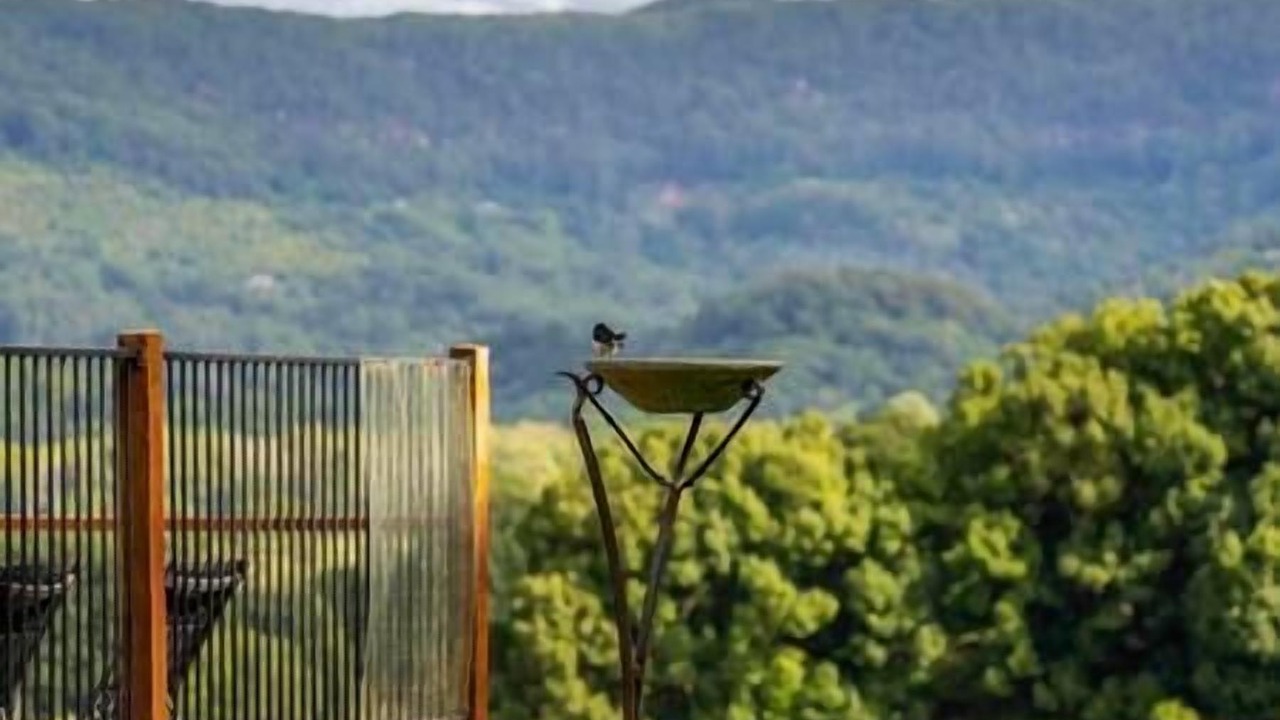 Photo of Others in Mullumbimby Creek