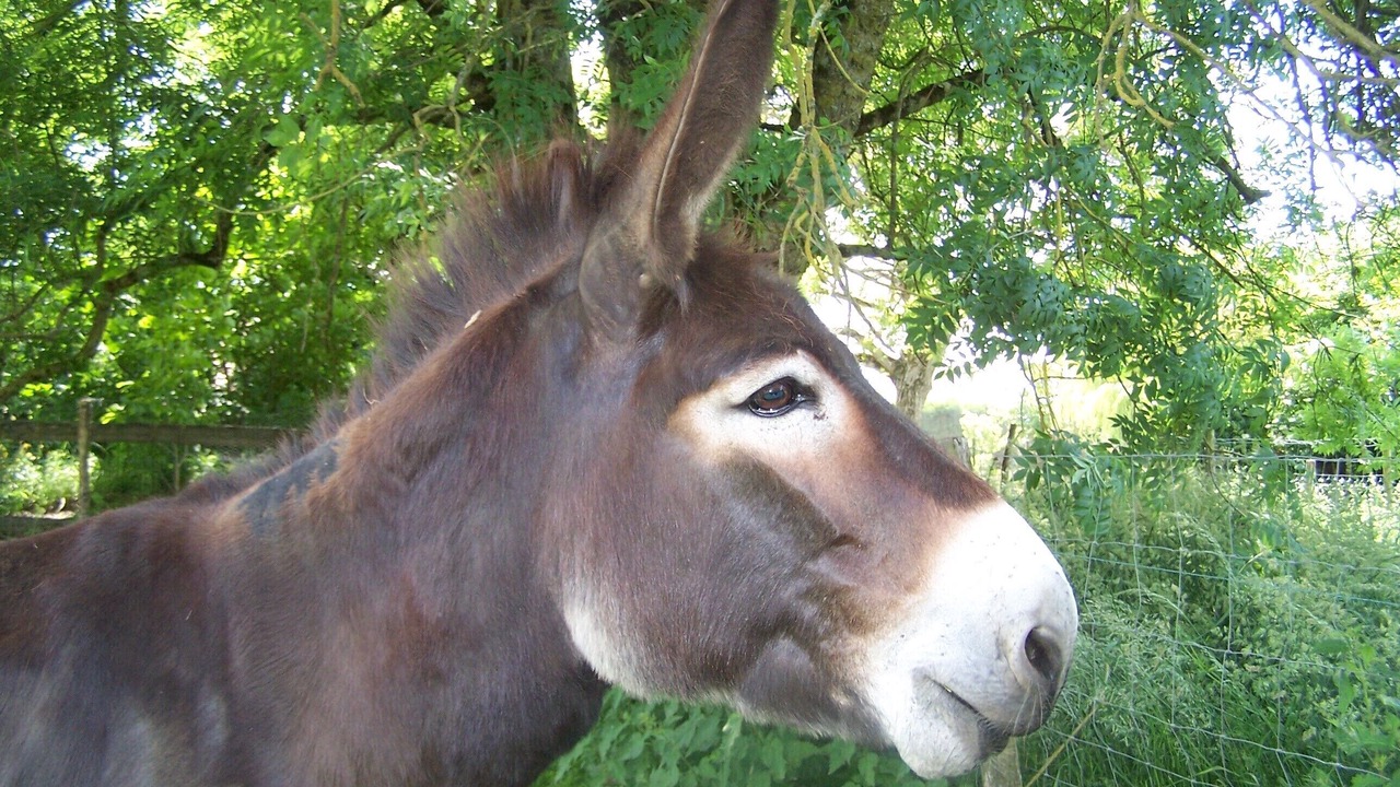 Photo of Outdoor in Bazoges-en-Pareds