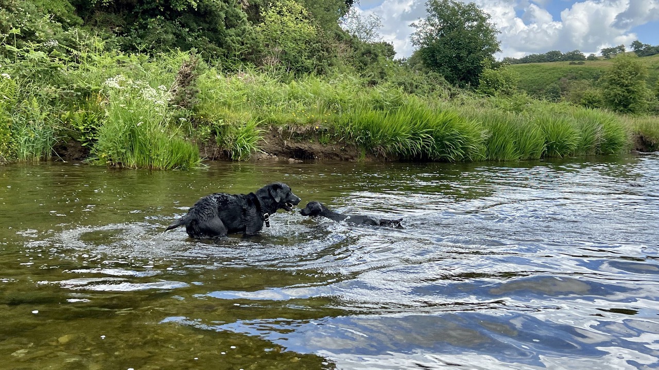 Photo of Others in South Molton