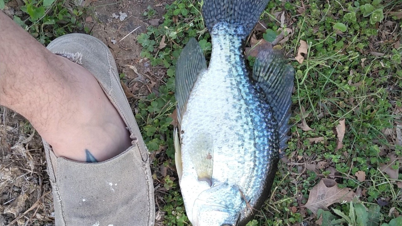 Photo of Outdoor in West Frankfort