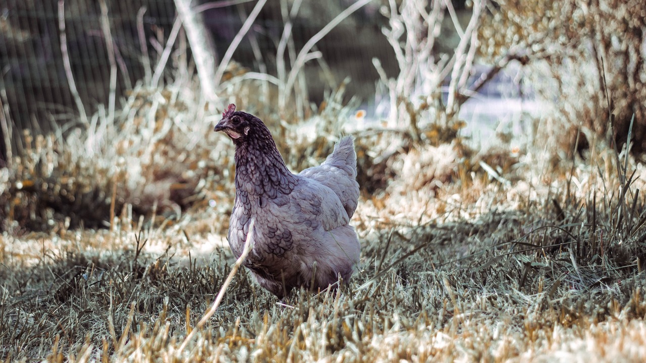 Photo of Outdoor in Saint-Julien-sur-Reyssouze