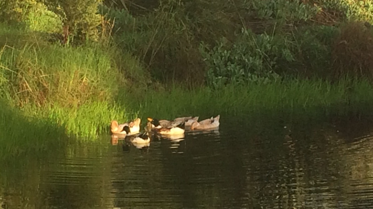 Photo of Outdoor in Whirinaki