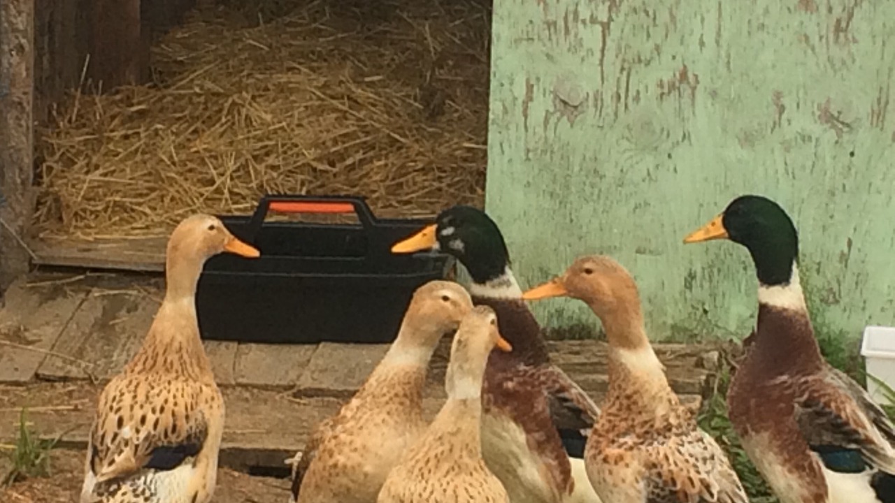 Photo of Others in Whirinaki