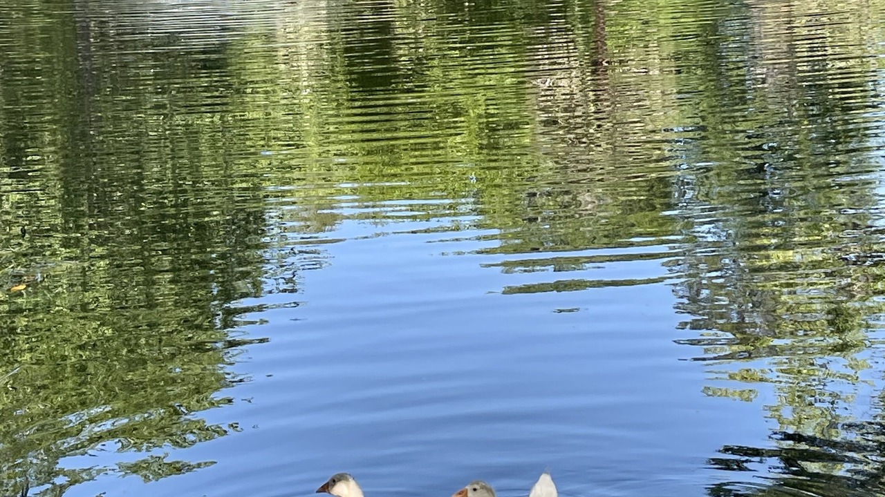 Photo of Others in Satsuma