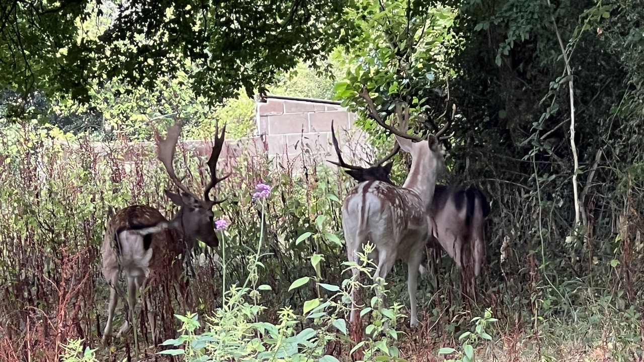 Photo of Outdoor in Leigh upon Mendip