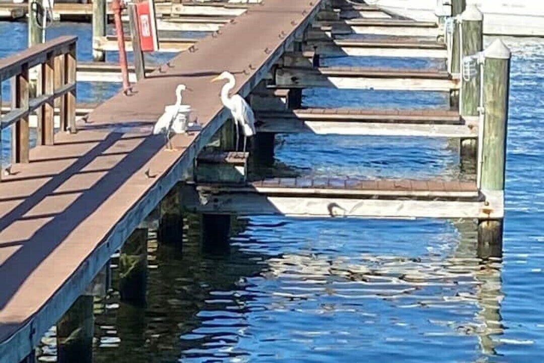 Photo of Others in Dunedin
