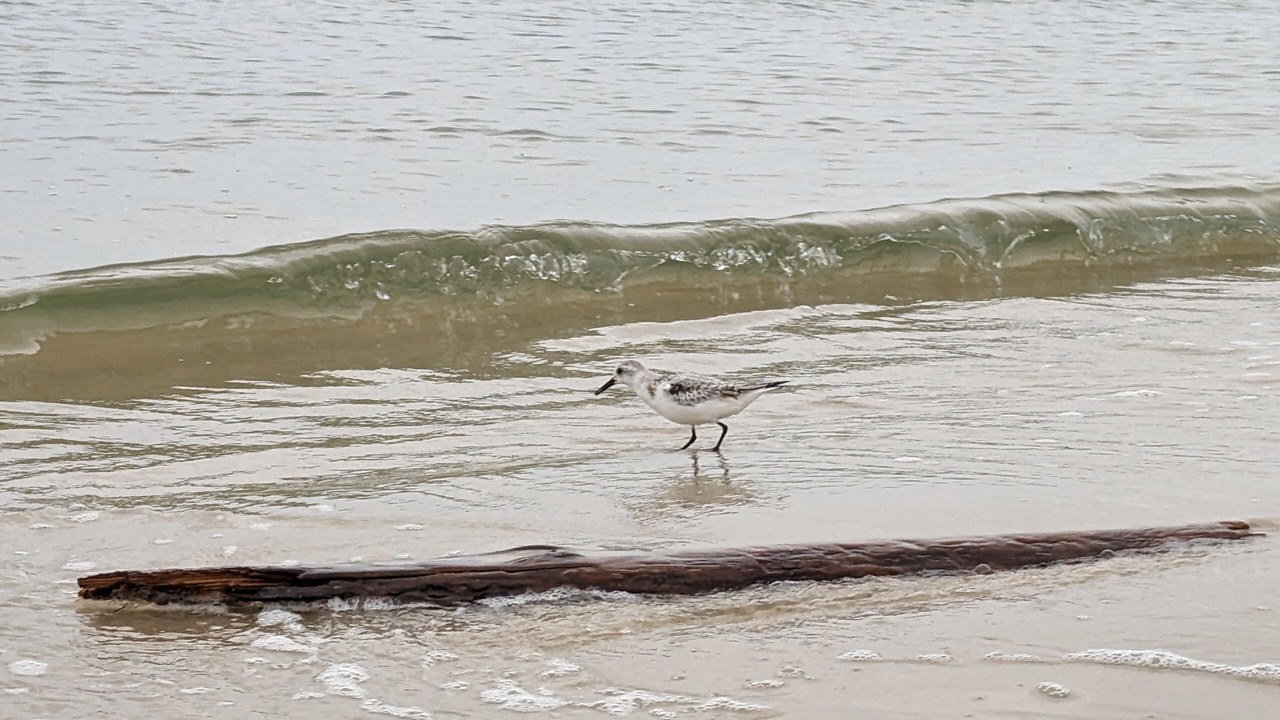 Photo of Others in Cape Charles