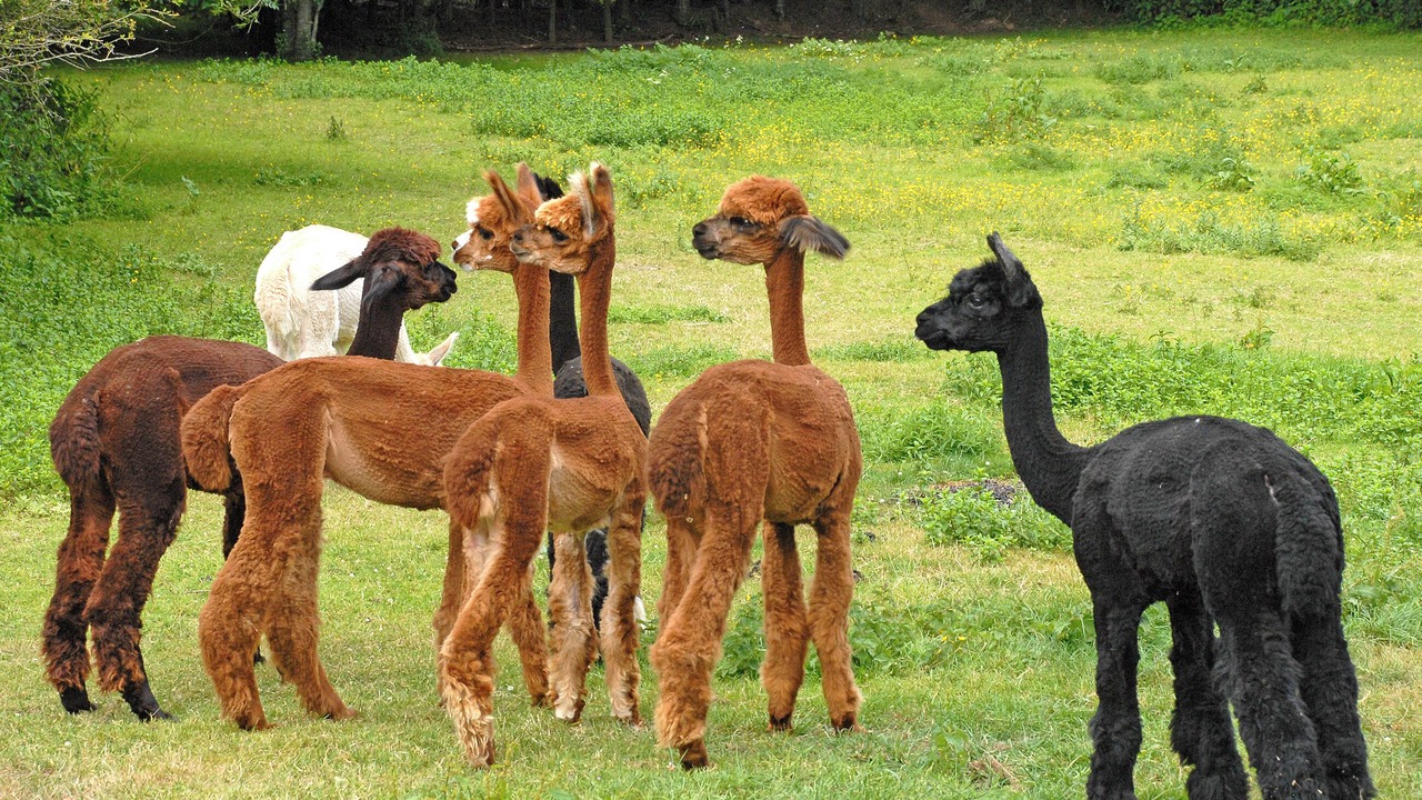 Photo of Others in St Brides