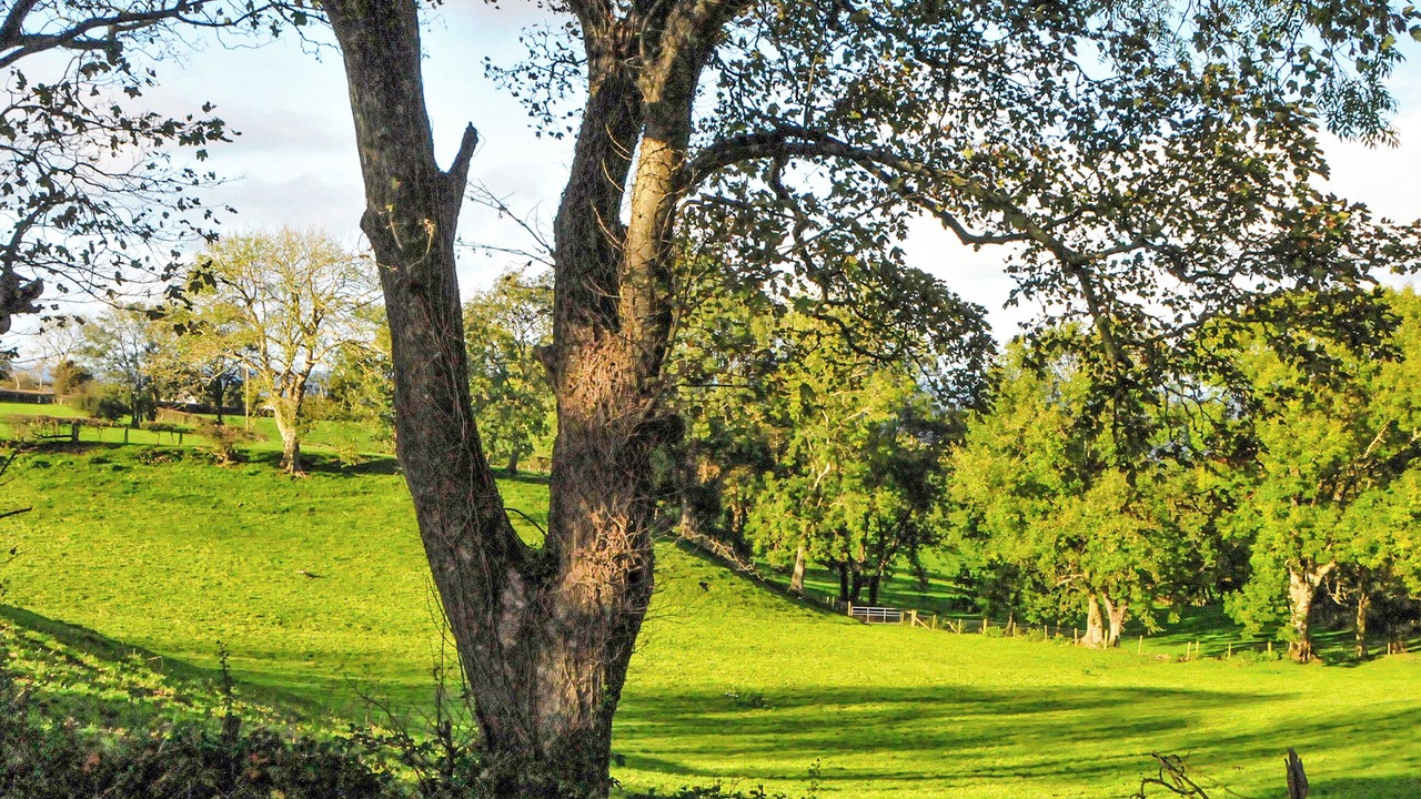 Photo of Outdoor in Aberaeron