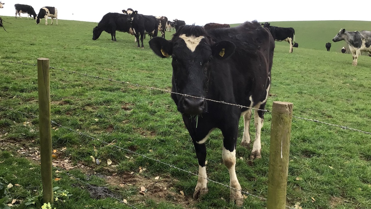 Photo of Others in Camborne