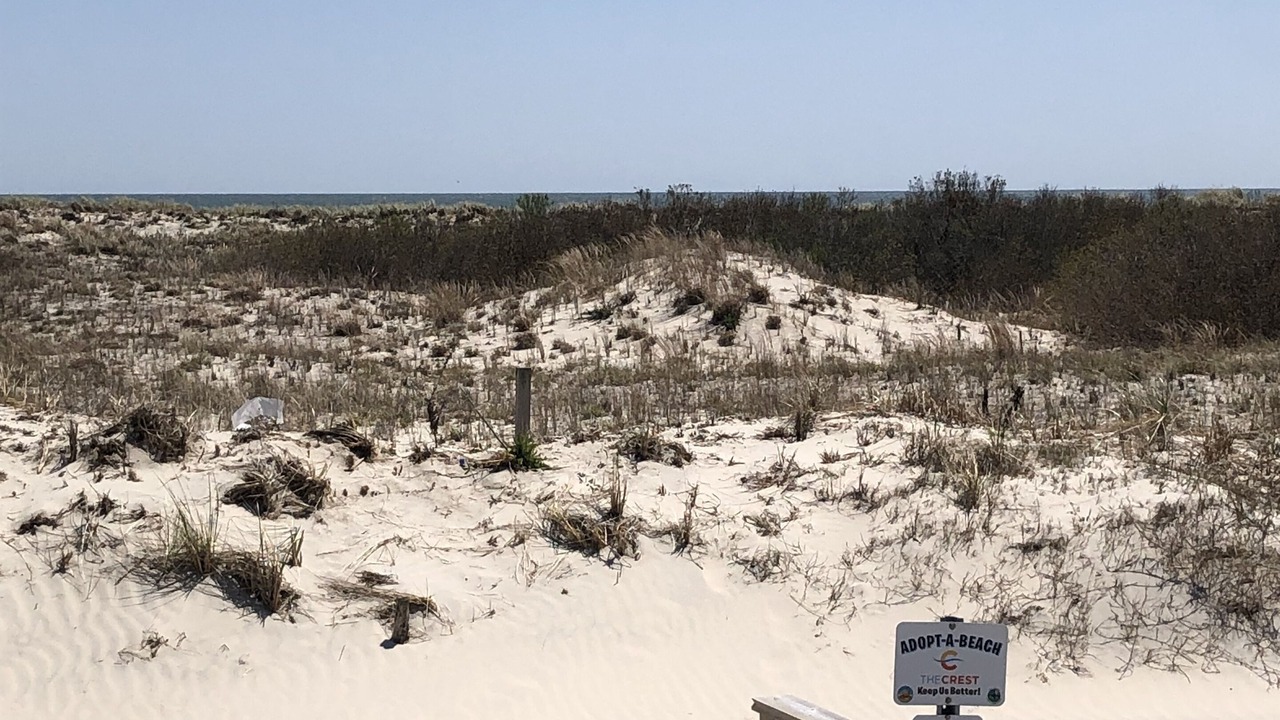 Photo of Others in Wildwood Crest