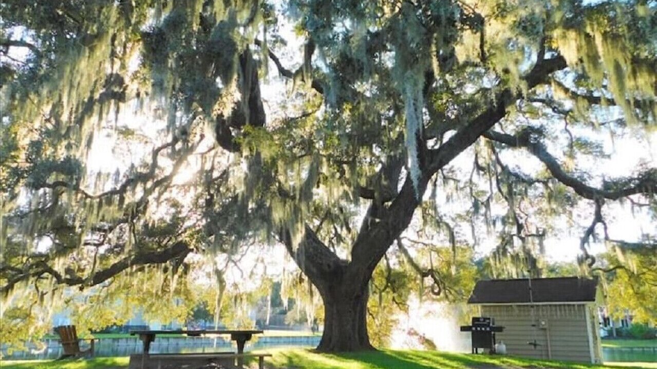 Photo of Others in Demere Park