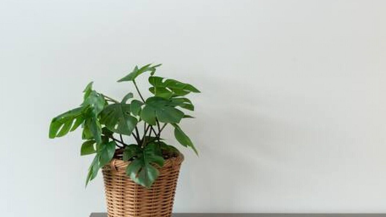 Photo of Others in Saint Kilda South