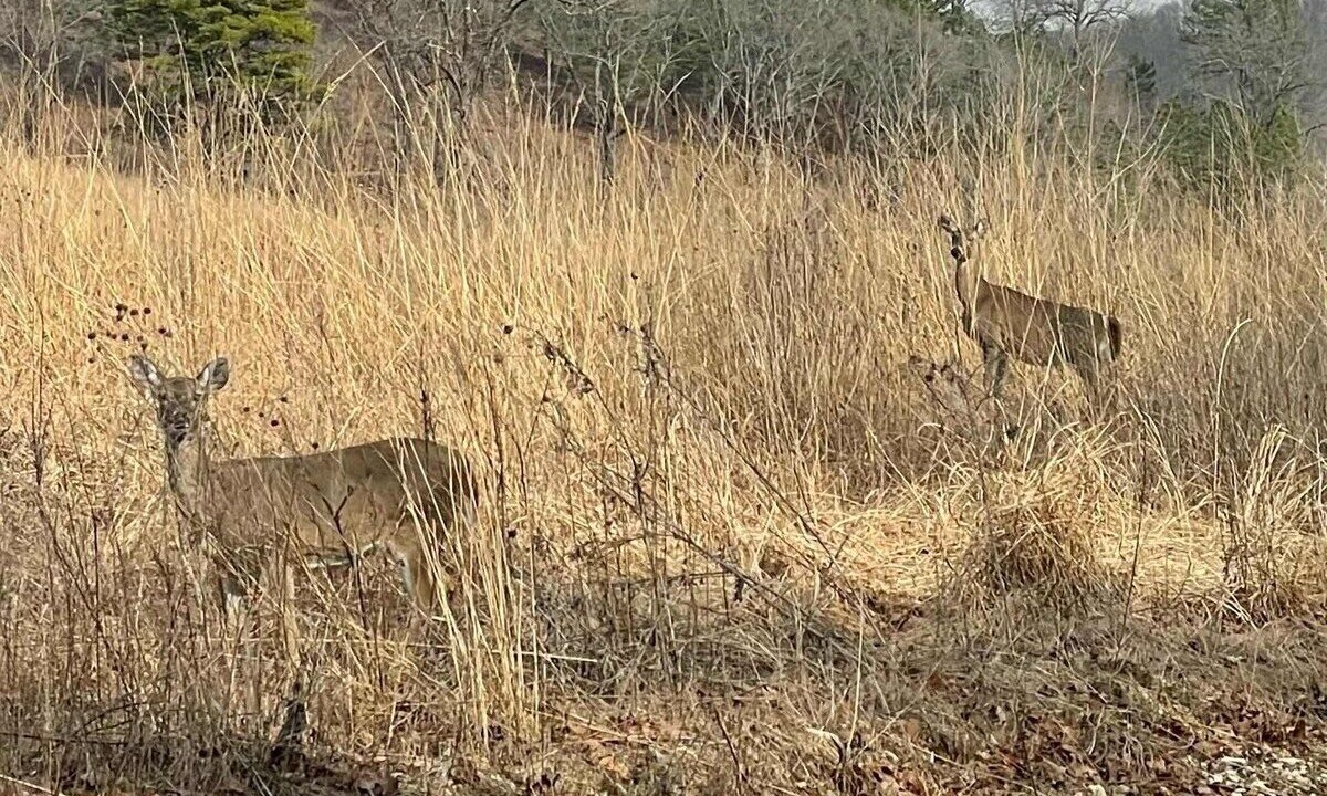 Photo of Others in West Siloam Springs