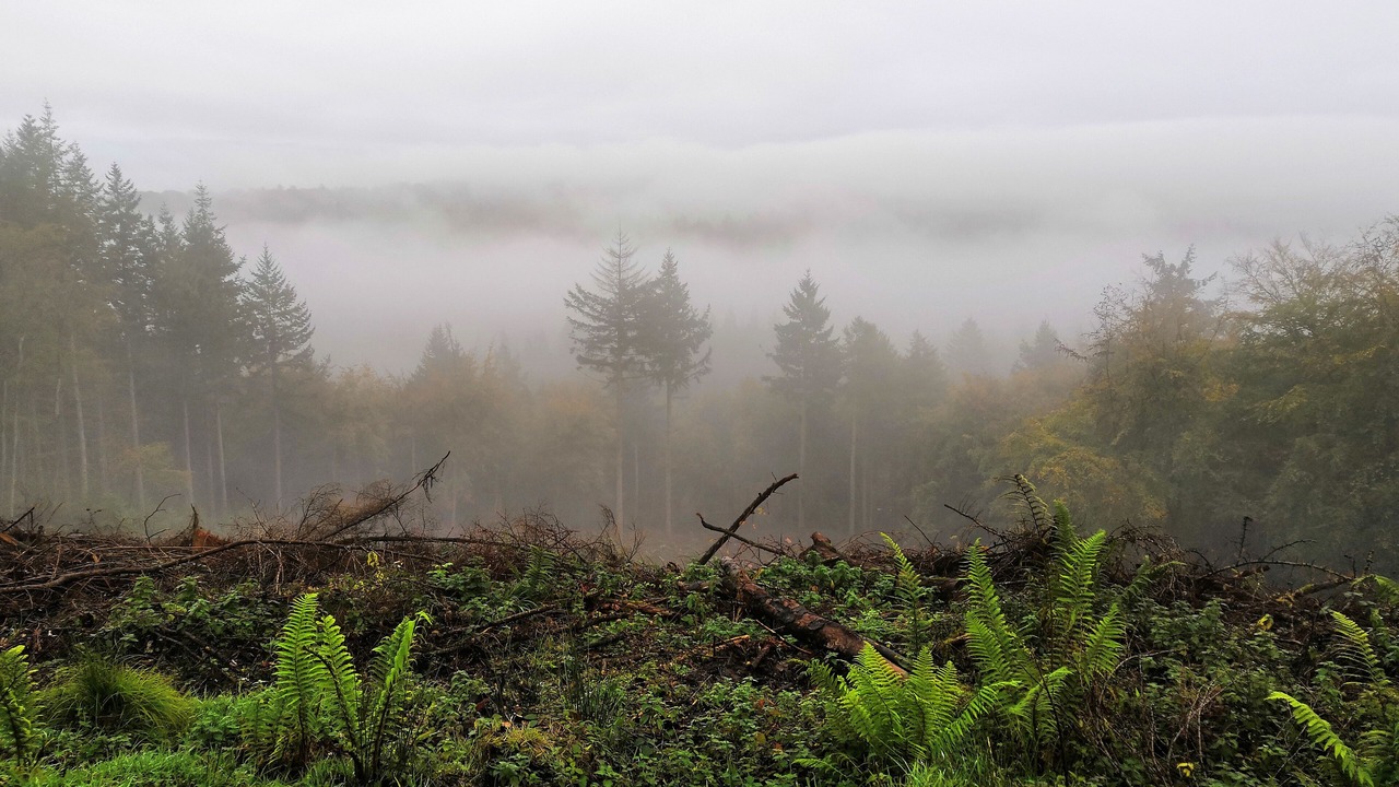 Photo of Outdoor in Cinderford